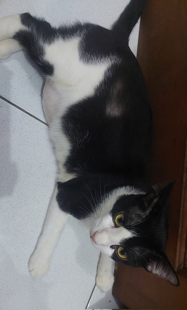 Perkenalkan no name wkwkwk <a href="/Lily_JKT48/">Hillary Abigail</a>