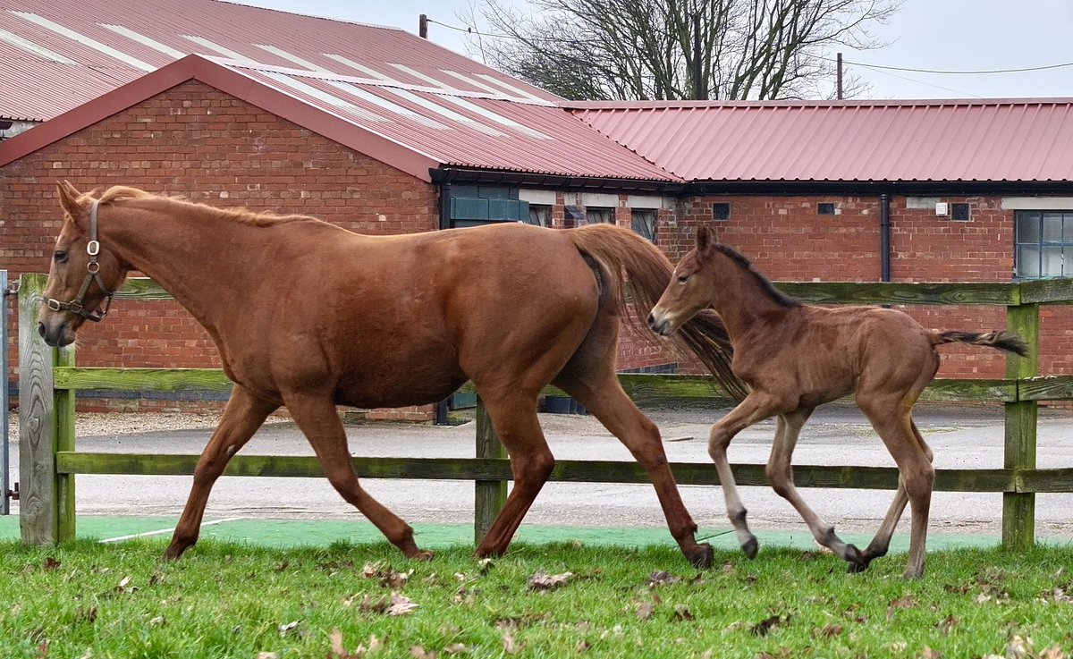 Car Colston Hall Stud tweet media