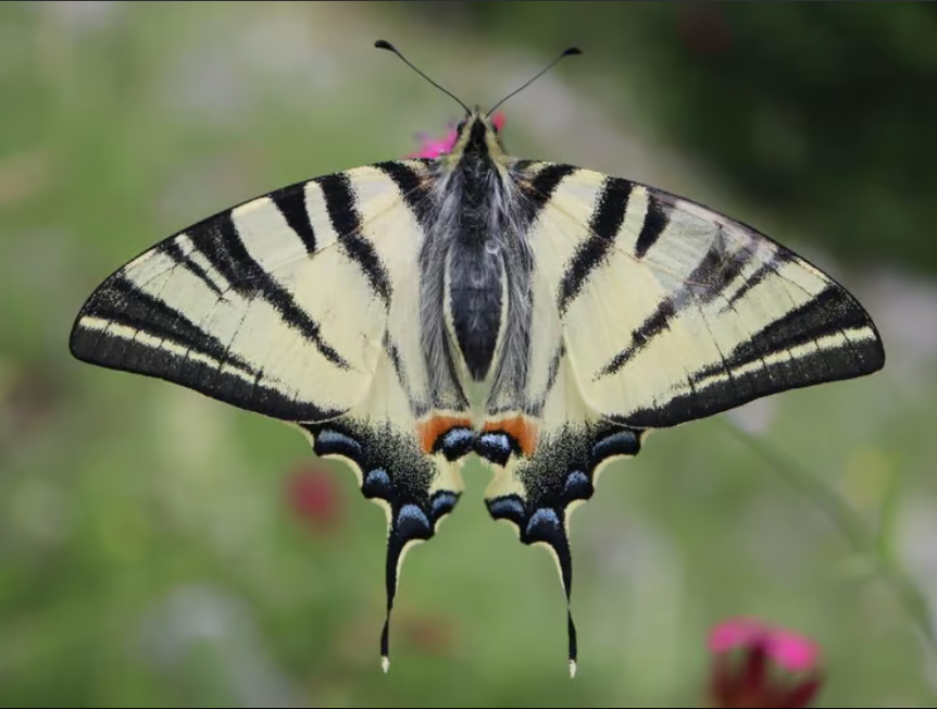 Itongadol's tweet photo. Decenas de especies de mariposas en peligro de extinción en Israel
Nota: https://t.co/7CtbleDCDU
#Israel #mariposas #peligrodeextinción #LibroRojo
Agencia AJN https://t.co/SxtCc0NRIc