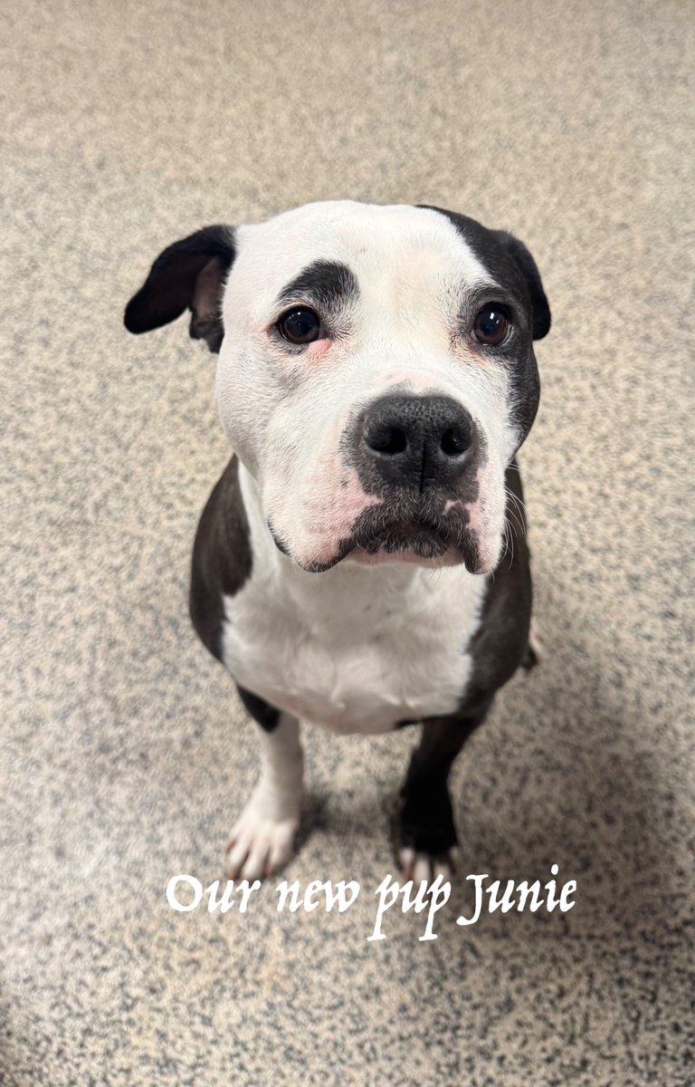 City Dogs tweet media