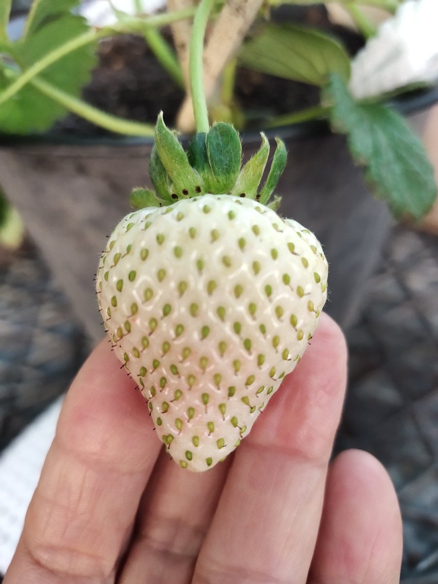 JenStrawberries's tweet photo. White strawberry " Angel eight" https://t.co/ghBQMZ1Hwh