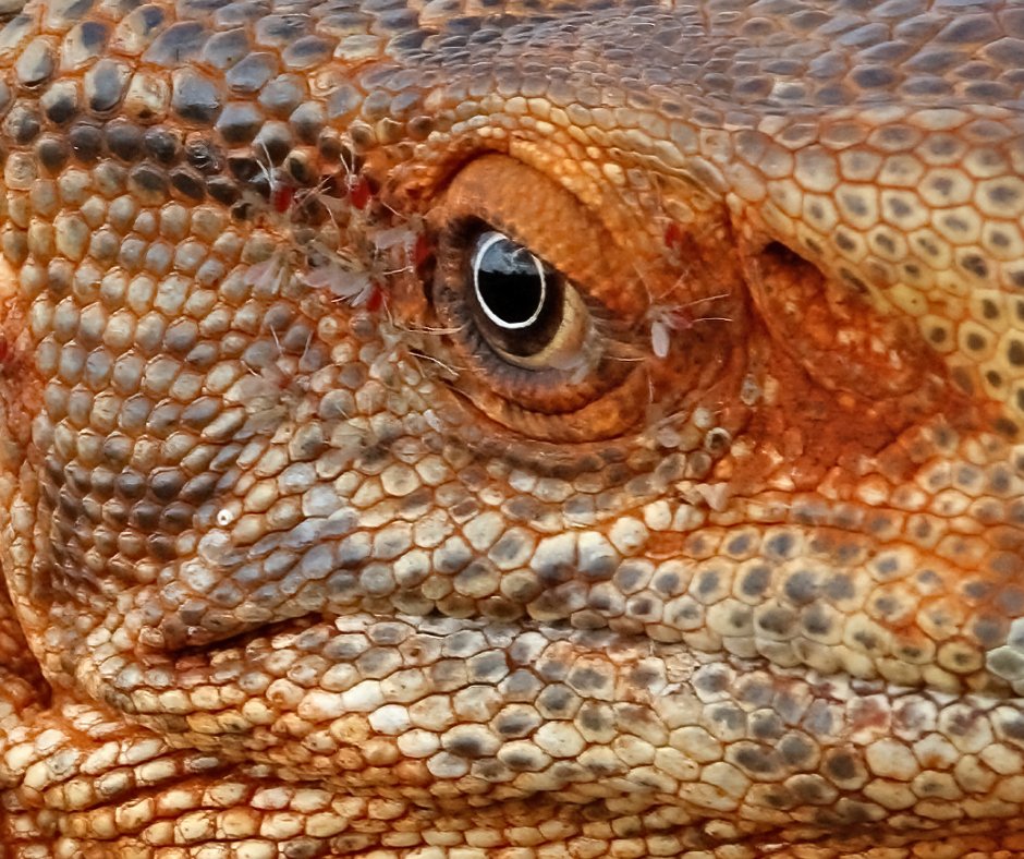 Repticon tweet media