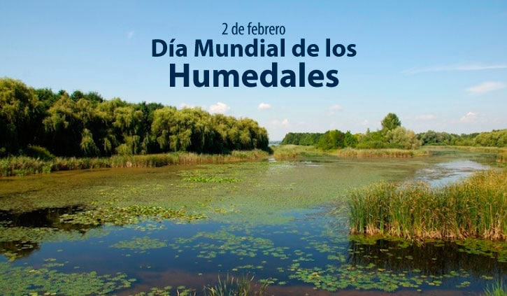¿Sabías que los #humedales almacenan más carbono que los bosques?    sostienen más del 40% de las especies del planeta y actúan como esponjas naturales, regulando inundaciones y purificando el agua.
👉 Sin embargo, cada año desaparecen miles de hectáreas por la acción humana.