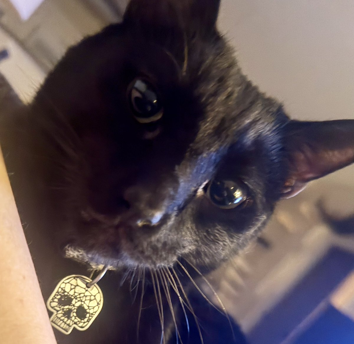 RealBabySatan's tweet photo. QUICK LITERACY HOUSEKEEPING - A FRIENDLY NOTE TO THE GUY WHO CANT READ 

I SEE U FAIL TO GRASP THAT BABY SATAN IS THE NAME OF ME A CAT WHOSE NAME IS NOT SATANIST https://t.co/Kw5kBiEppg