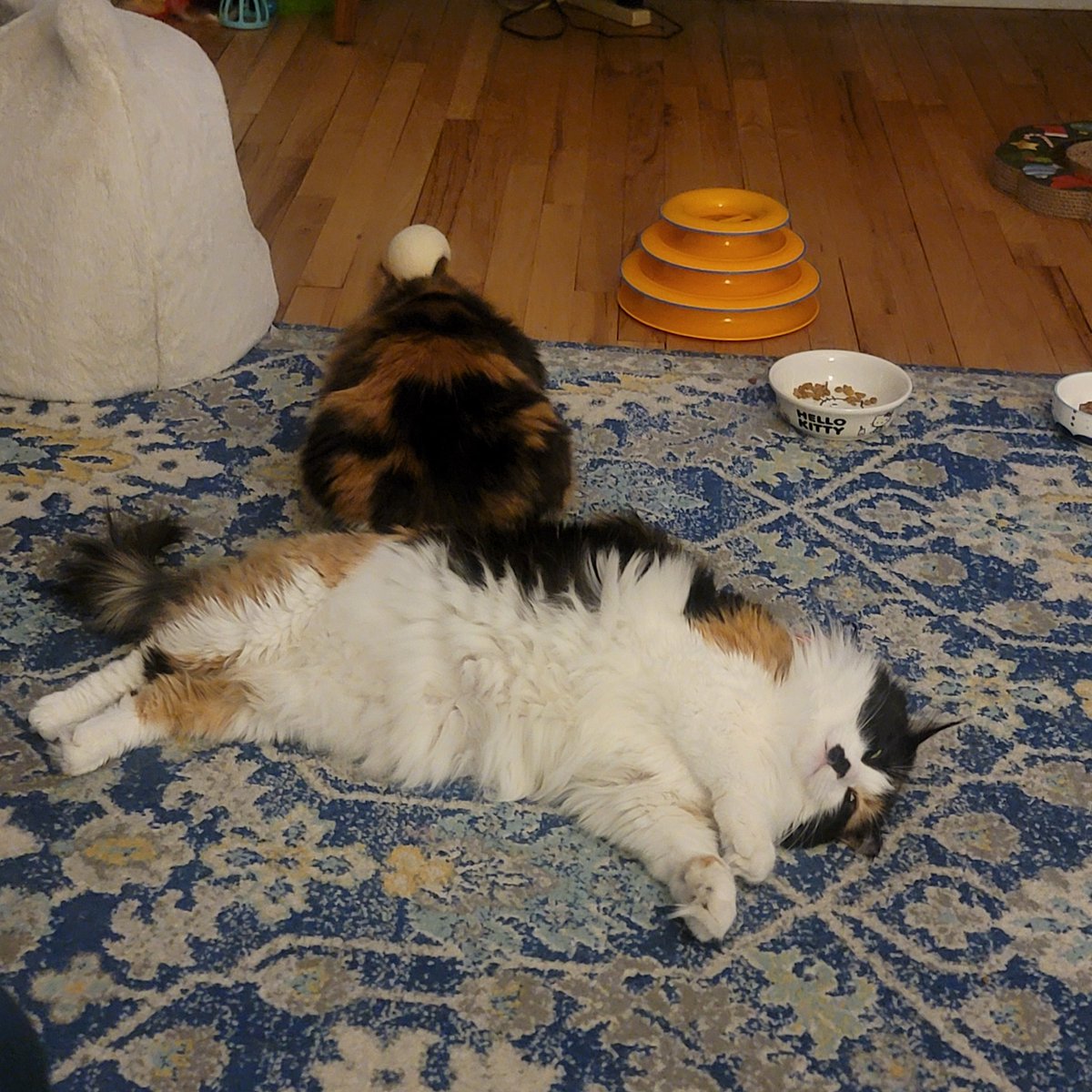 MaoMao speed bump. Don't hit Koi!