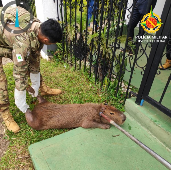 pmdfoficial's tweet image. 🐾#AÇAOPMDF | Operação Capivara 
Animal resolveu dar um passeio urbano no Lago Sul😅
Policiais do #BPMA entraram em ação, realizaram o manejo seguro e reintegraram a capivara à natureza, sem ferimentos e com total respeito à fauna. 
#PMDF #FAUNA #PolíciaAmbiental #ProteçãoAnimal