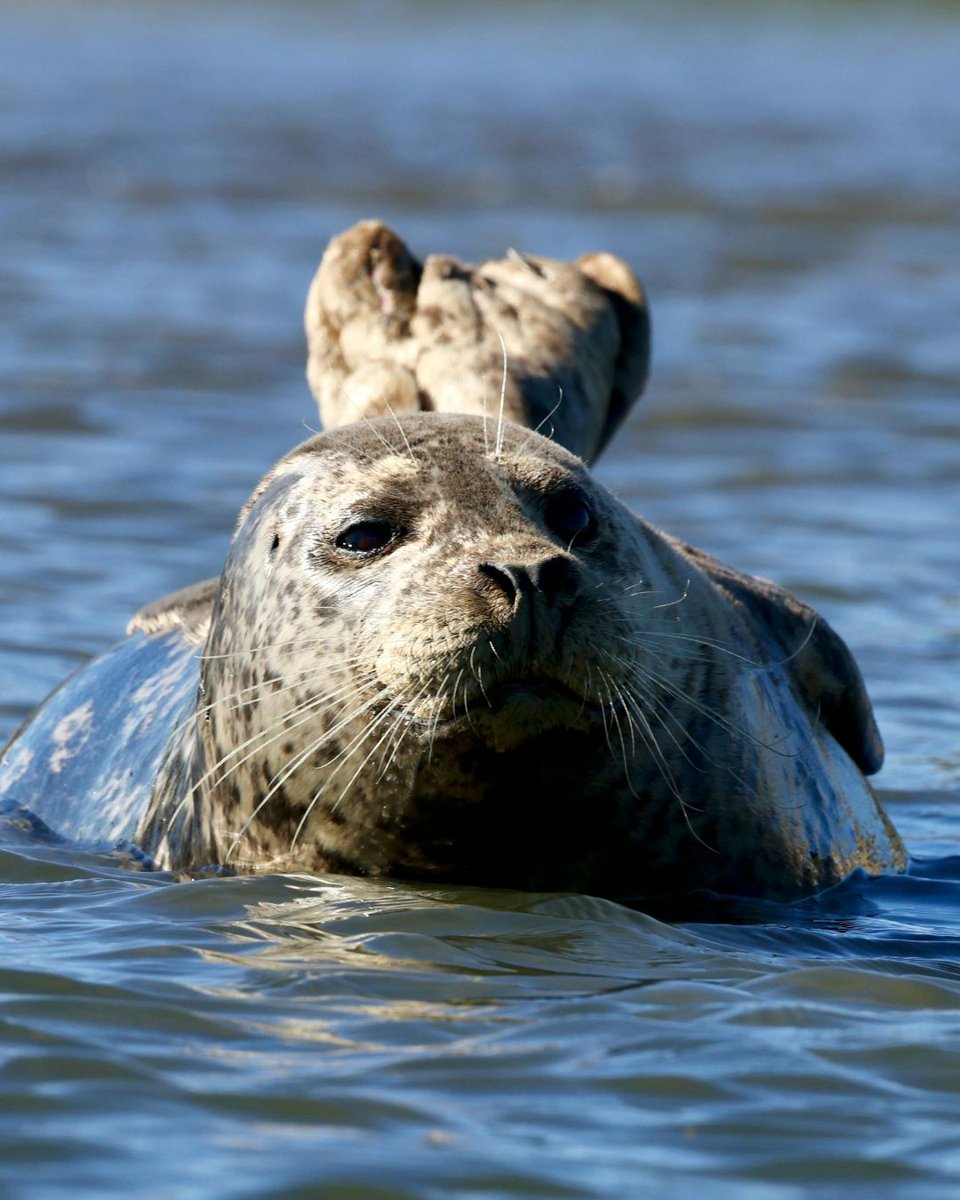 BrightonSuites's tweet photo. Did you know winter is peak season for spotting adorable seals along our local beaches? 🦭❄️

You can even book a seal-spotting adventure with Cape Water Tours for an up-close look at these playful pups in their natural habitat. No summer crowds — just peaceful coastal views! https://t.co/EnJhRTBwHy