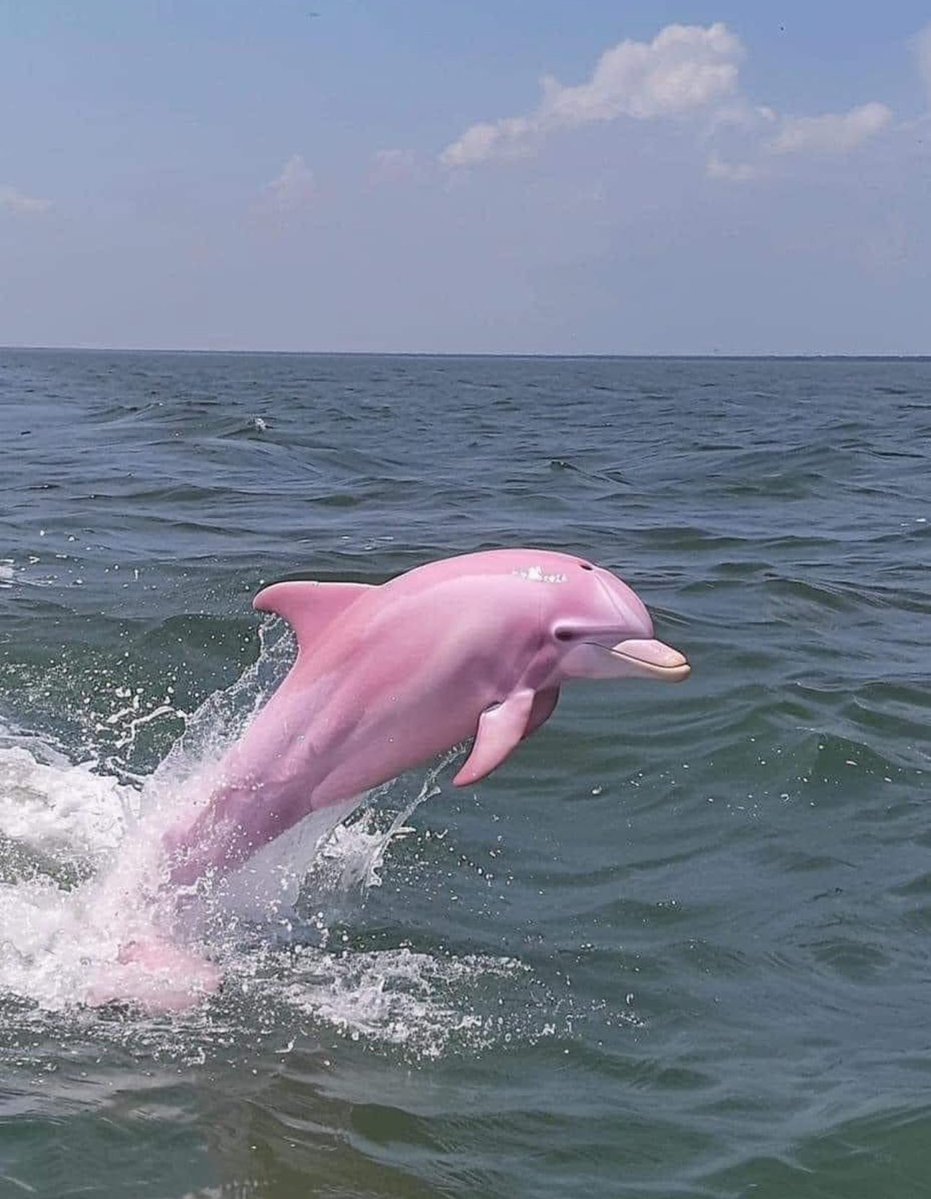 heart_jpg's tweet image. pink dolphin