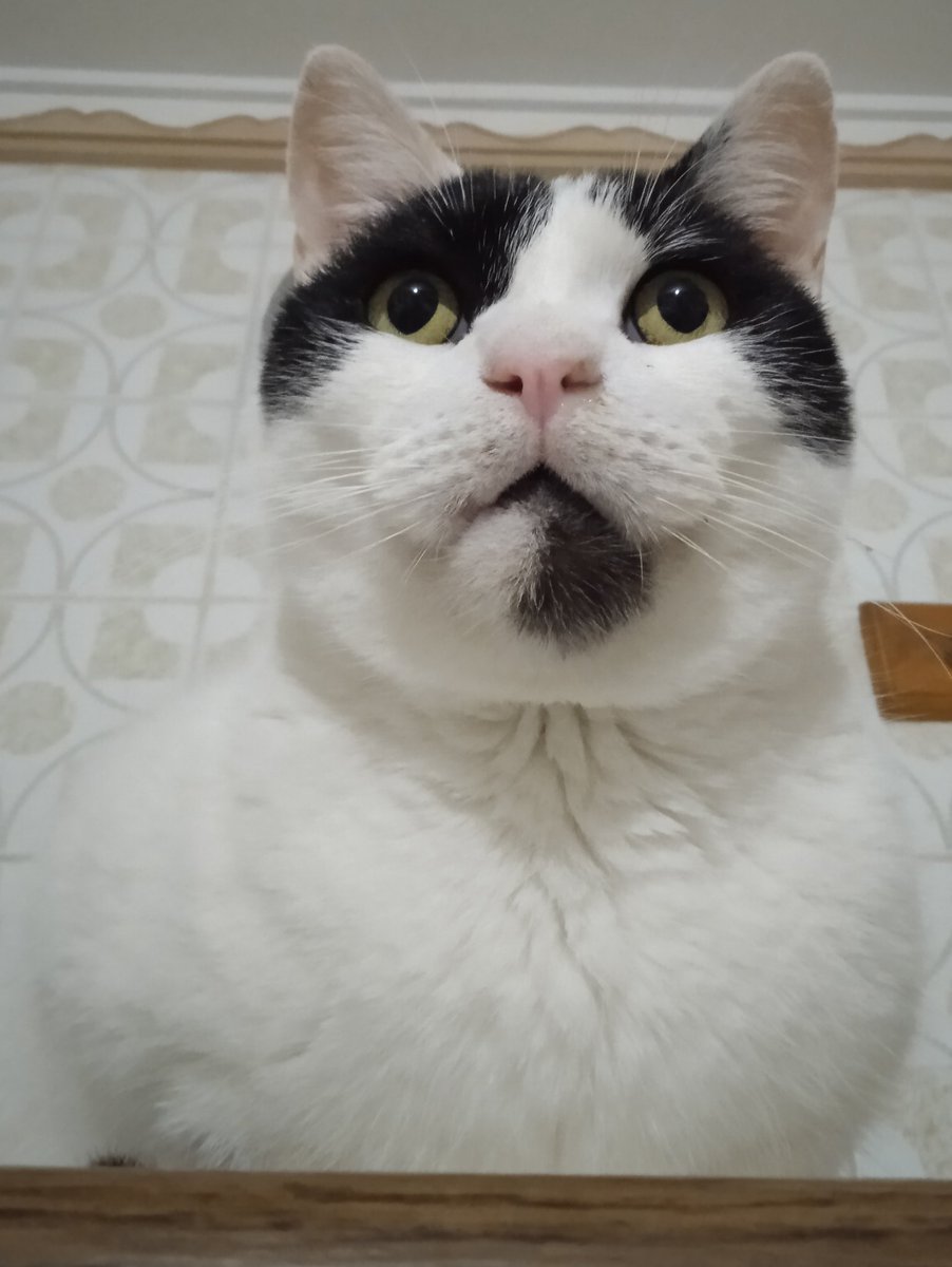 plutoni239's tweet photo. Moltíssimes gràcies Carles i a tothom que ajuda als gatets!🙏🍀🍀🍀
Bona nit i bon descans amigues i amics 😽💖🍀🌸🐾💤 https://t.co/NtLaj7iHOH