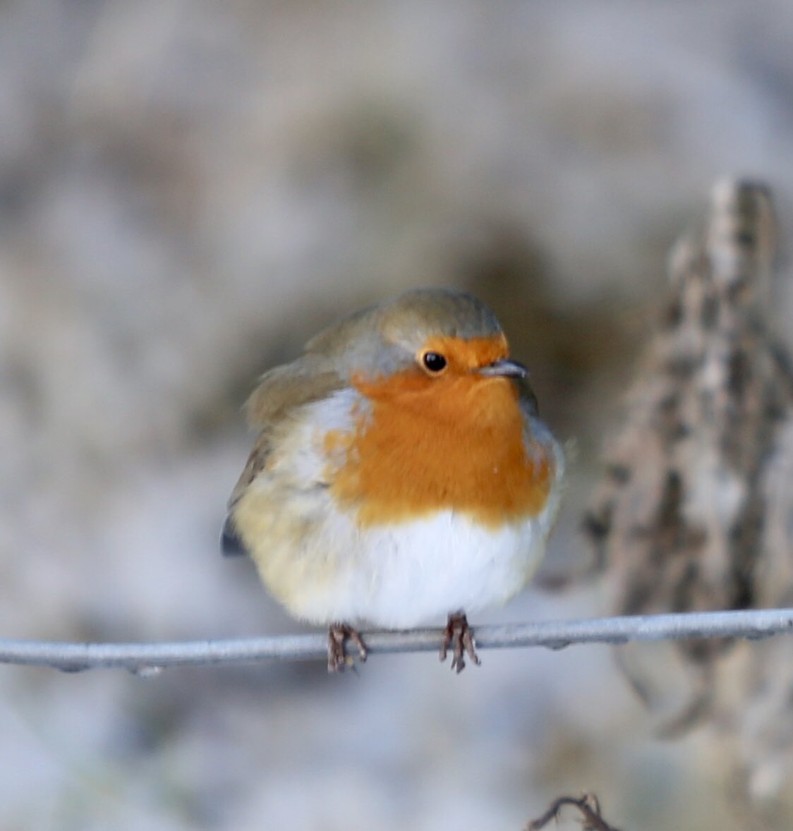 Biggar_Man's tweet photo. @jjmmli And another, very cold, cute friend https://t.co/f41JfKSSXM
