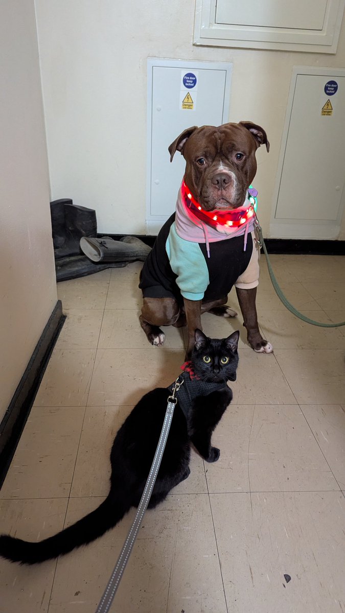 felix ⧗ tweet media