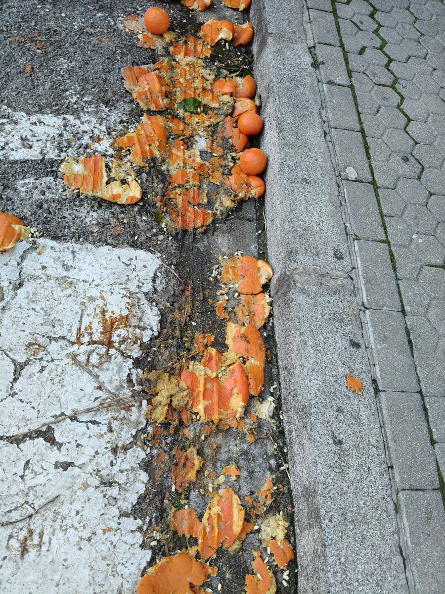 Hola <a href="/jlsanzalcalde/">José Luis Sanz</a>. La <a href="/avveltriangulo/">AVV El Triángulo</a> lleva un mes pidiendo al <a href="/Ayto_Sevilla/">Ayuntamiento de Sevilla</a> la retirada de las naranjas de los arboles de El Fontanal. Ya están en el suelo.

Sigan tomándoselo con calma porque esto es poco importante. Lo más que puede pasar es que alguien resbale y se mate.