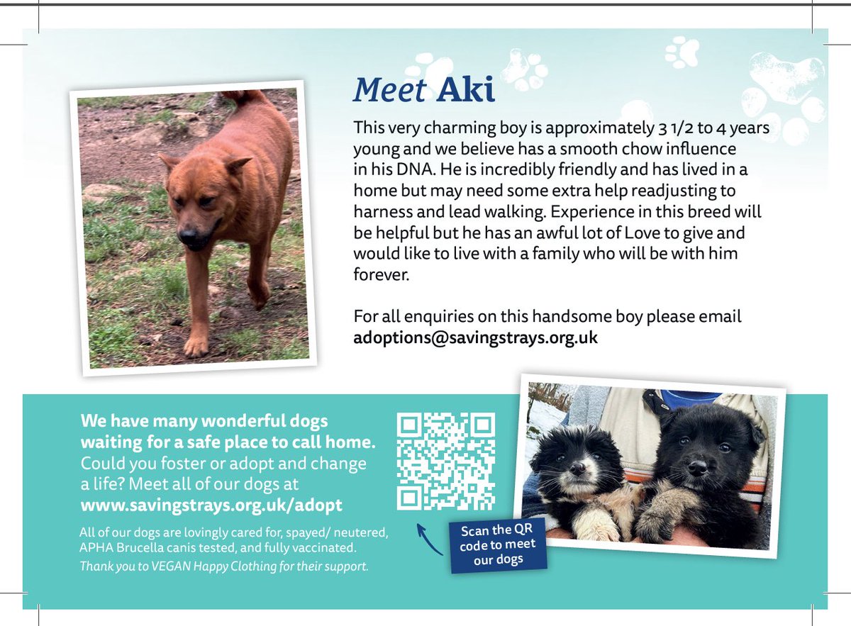 SavingStraysUK's tweet photo. will be helpful but he has an awful lot of Love to give and would like to live with a family who will be with him forever.
For all enquiries on this handsome boy please email adoptions@savingstrays.org.uk #foster #fosterfebruary #adoptme https://t.co/V6ajPslFgr