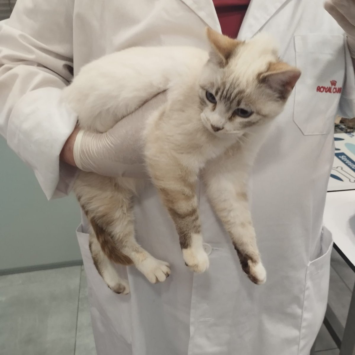 f_lo_morant's tweet image. Hanna en adopción 
3 meses. Esta preciosa  siamesa busca una familia que la quiera y que la mime. Nos ayudáis
 Ainhoa 655441514