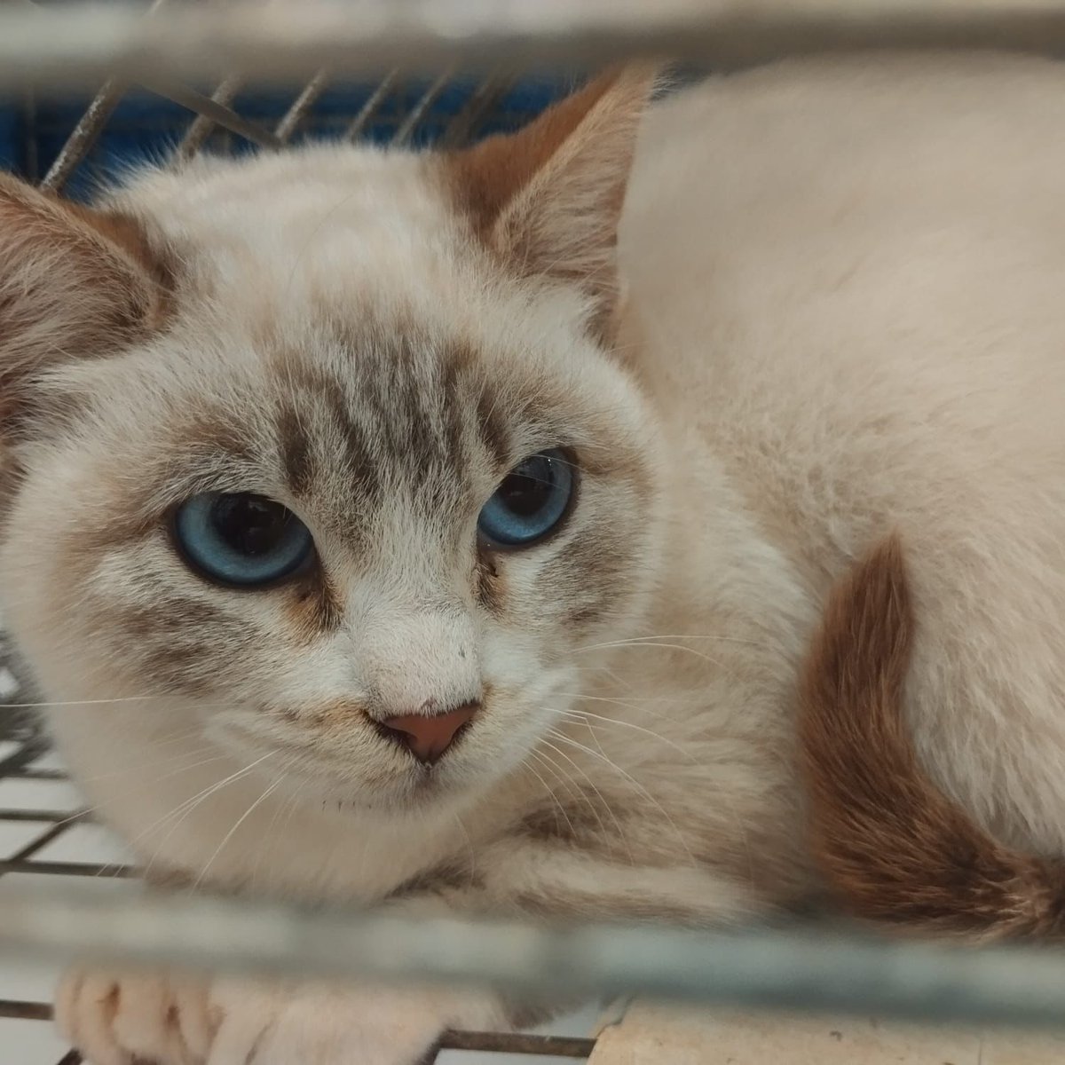 f_lo_morant's tweet image. Hanna en adopción 
3 meses. Esta preciosa  siamesa busca una familia que la quiera y que la mime. Nos ayudáis
 Ainhoa 655441514