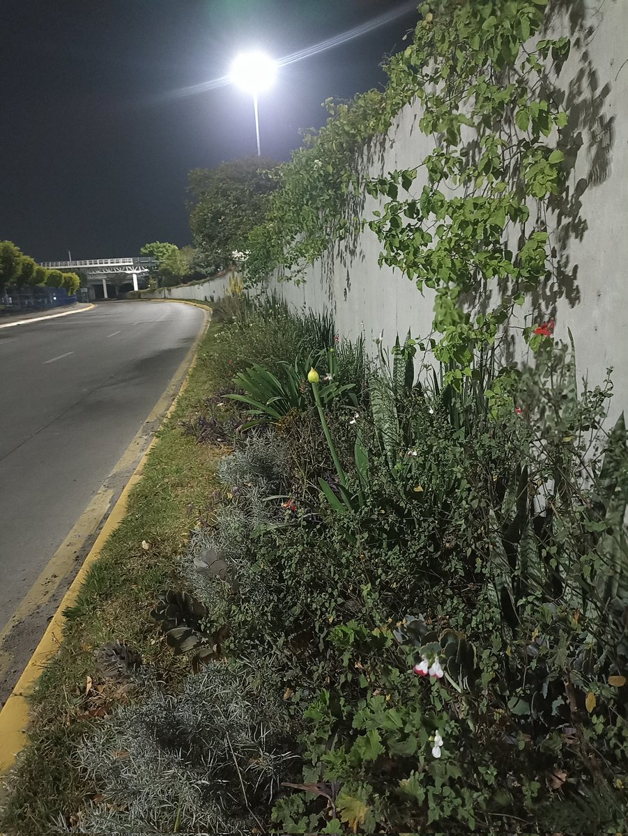 Parque del Ángel Puebla tweet media