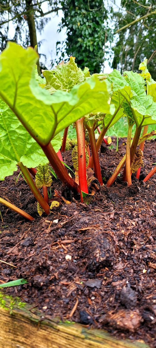 MtBriscoeOrganicFarm tweet media