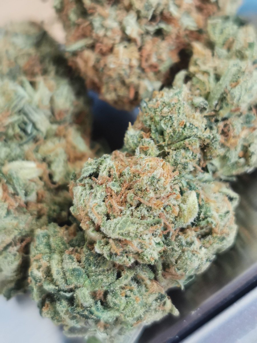 KushStation1's tweet image. DINÁMICA EXPRESS!! 

Vamos a regalar mañana a medio día 4oz de nuestro Cultivo Greenhouse y 1pod de Wax 2g. Para participar solo debes dar RT a este tuit 

Si has comprado con nosotros y nos dejas una recomendación en este tuit, tendrás más oportunidad de ganar ✨✨✨