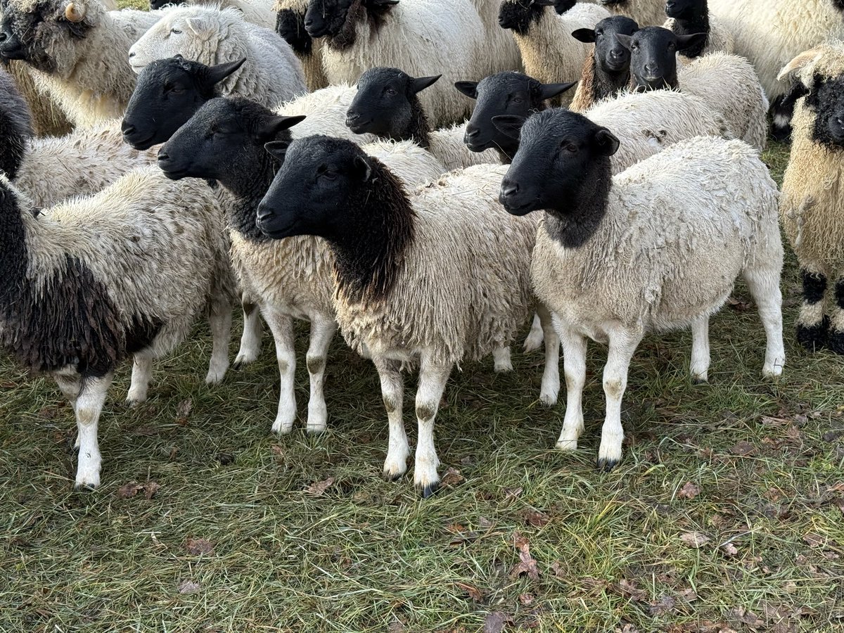 Landschaftspflege tweet media