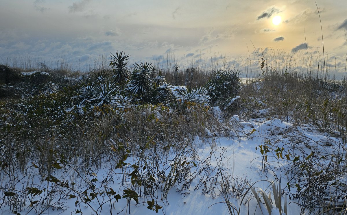 Myrtle Beach State Park tweet media