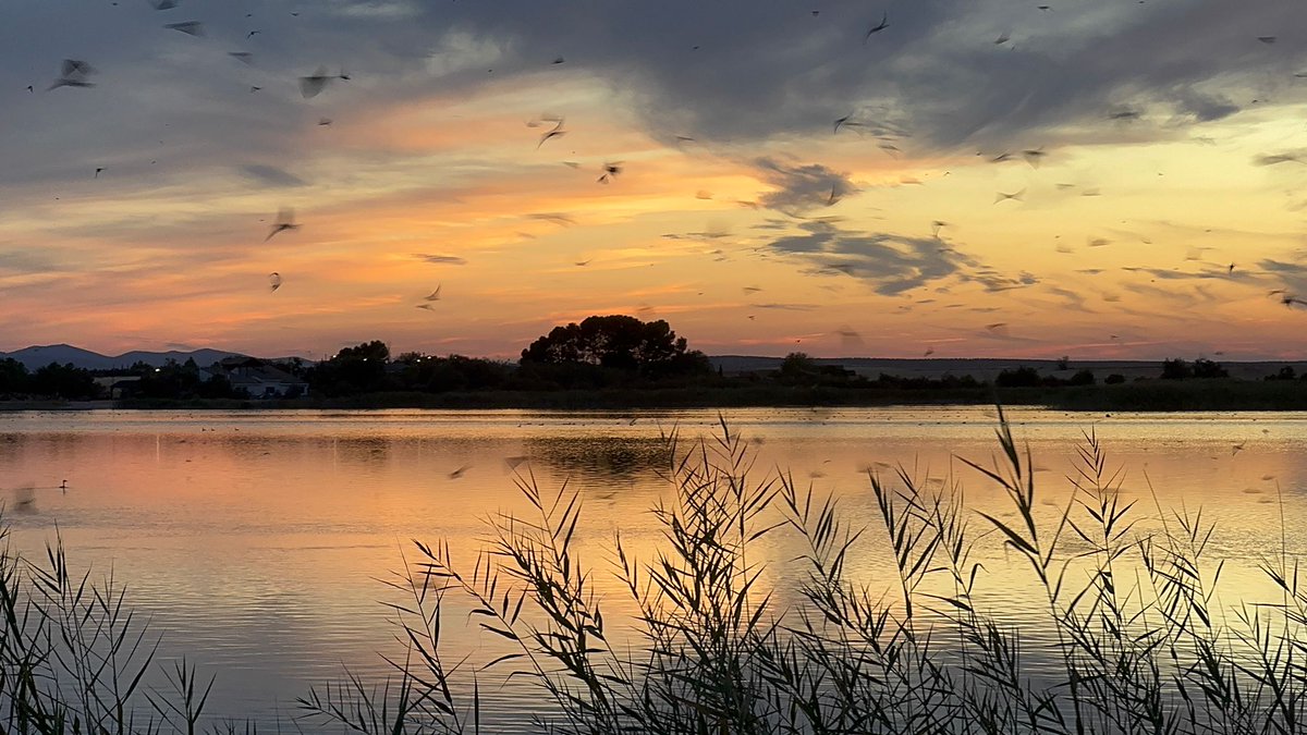 SOSLagunas's tweet photo. En el #DiaMundialdelosHumedales destaquemos que su cuidado preserva la historia y relación entre las personas y el agua. Las #LagunasdeVillafranca son un ejemplo único, hogar de biodiversidad y reflejo de un patrimonio natural y cultural que proteger #Humedales2026 #CLM #Humedal https://t.co/jnMJ0iA0lQ