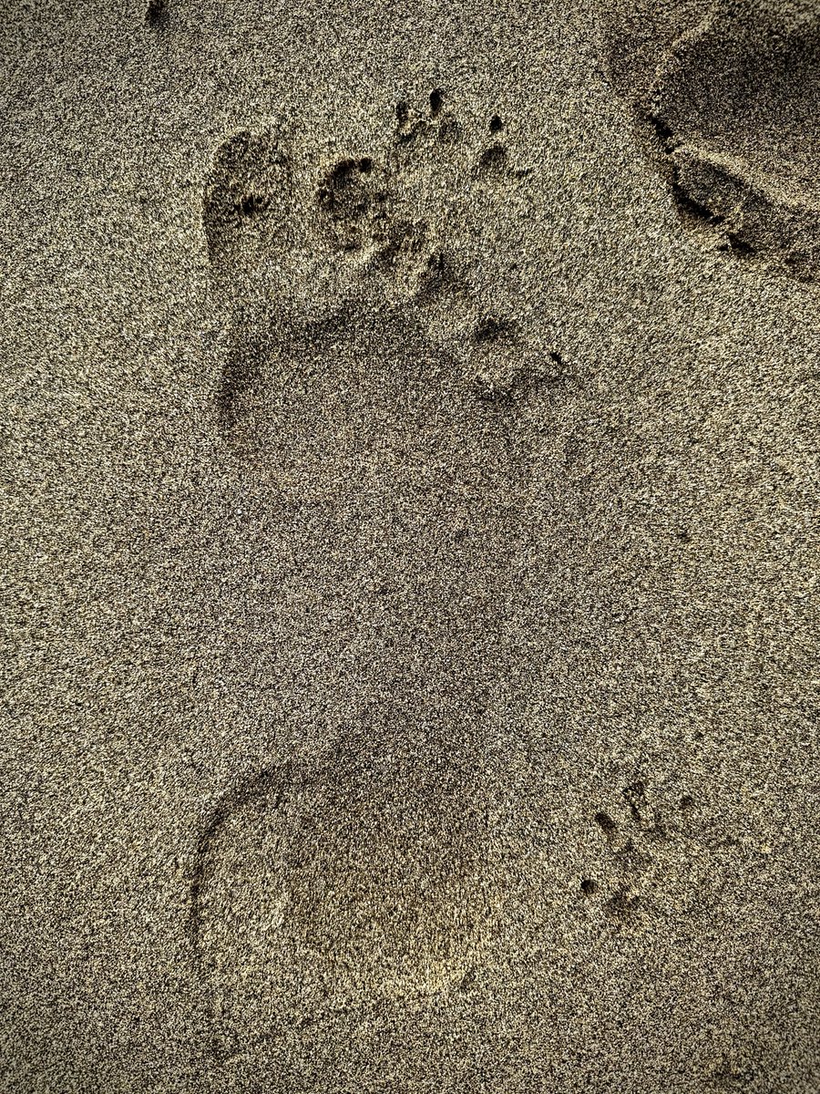 Spotted what I thought was abnormal footprints in the sand. I’m not a podiatrist but apparently the foot shape can indicate where you are from. The third one must be the result of inbreeding? #podiatrist #footprints #sand #footshapes #toelength