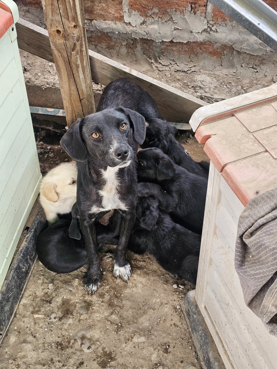 sol_palacios_m's tweet photo. Me ayudan a poder comprar alimento a las mamitas con sus cachorritos porfa🙏los bebés ya estan comiendo, son 22 cachorritos que necesitan comer + los de la ruta y adultos, temporales. Sin ayuda me cuesta alimentar a tantos🥺🙏
Solange Palacios
Banco estado
Cuenta rut
17376209-7 https://t.co/y6UfUxoRoW