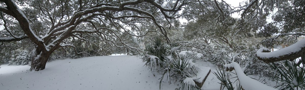 Myrtle Beach State Park tweet media
