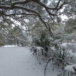 Photo by Myrtle Beach State Park (@MyrtleBeachSP)