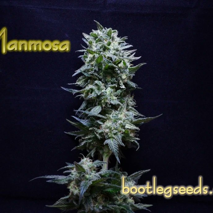 Only 281 days left to get your bootlegseeds.com  super sized seed packs .dont miss out on the best deal in the seed game #cannababisculture #420life #420daily #everyone #followers #710society #weedsmoke #hightimesmagazine #420Friendly #weedporn