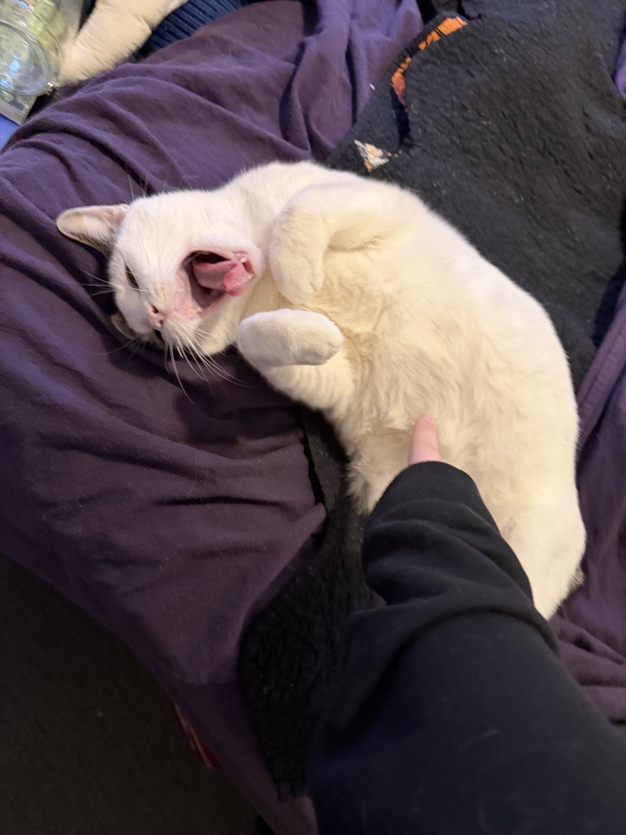 Macklemore the Cat tweet media