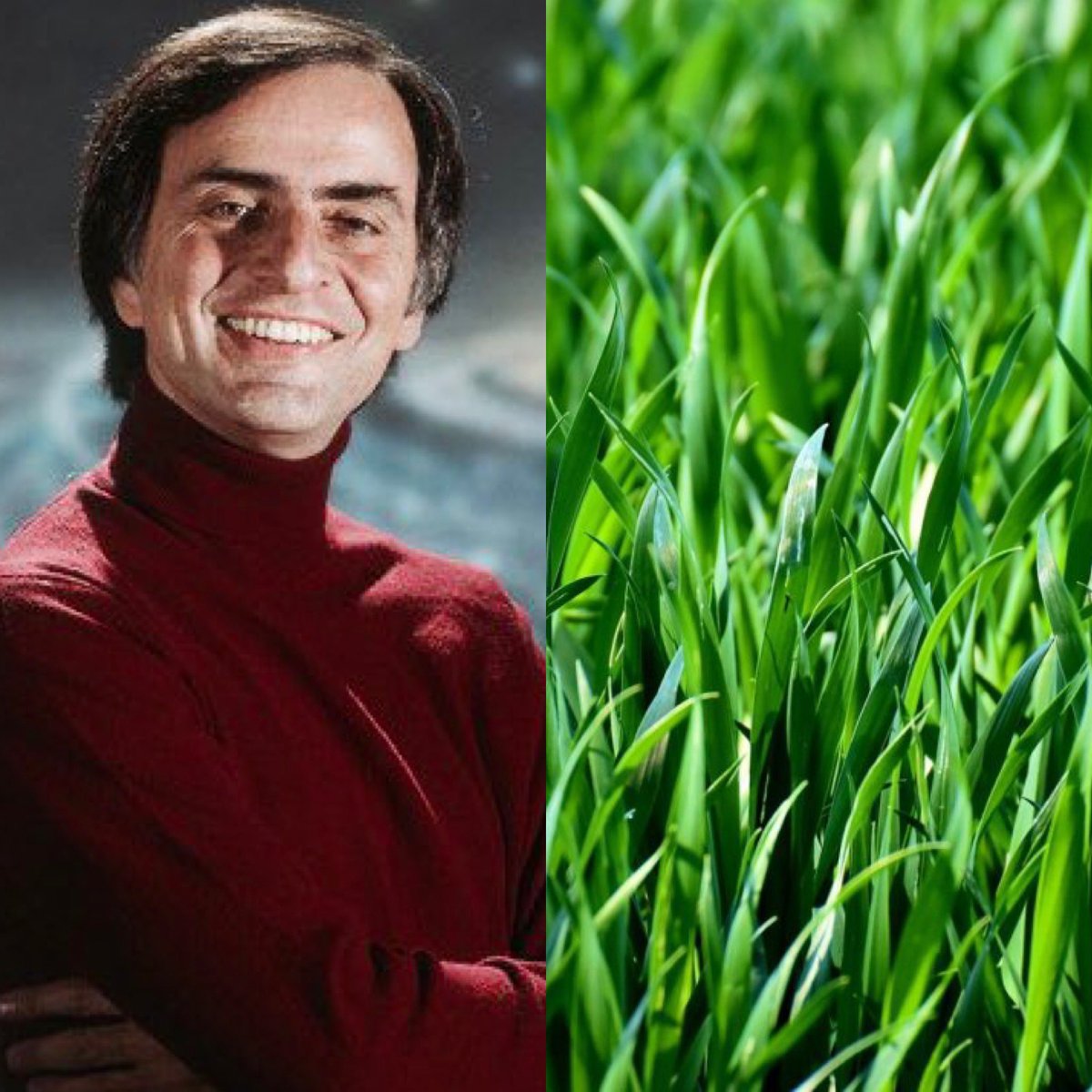 Cerebros tweet media