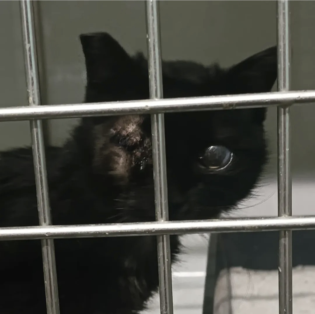 Santuari DAYA tweet media