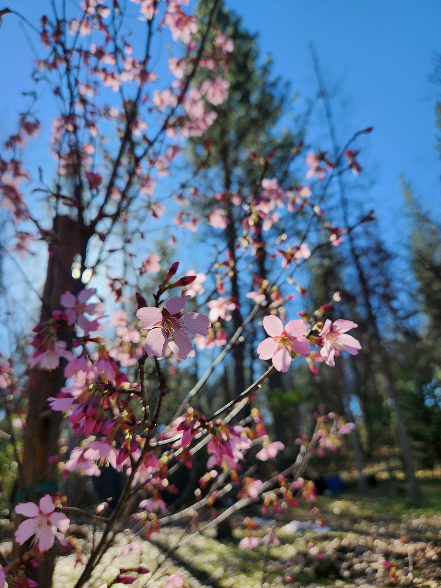_FreshCakes's tweet image. My Cherry Blossom tree is so happy today! 😁 🌸