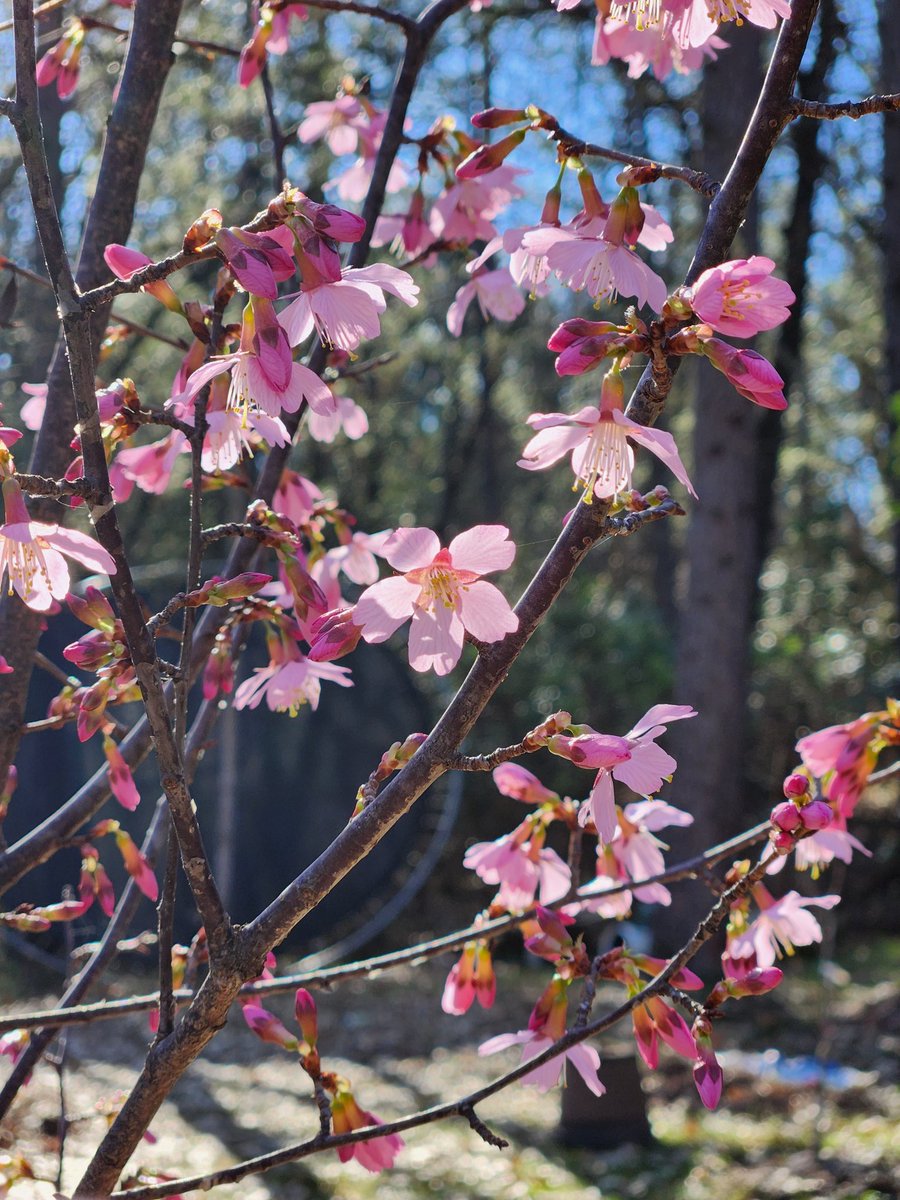 _FreshCakes's tweet image. My Cherry Blossom tree is so happy today! 😁 🌸