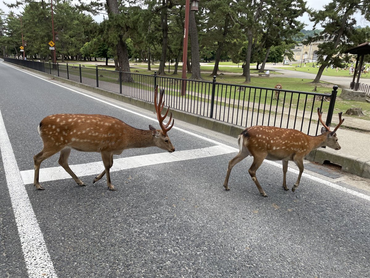 奈良公園の鹿さん🦌