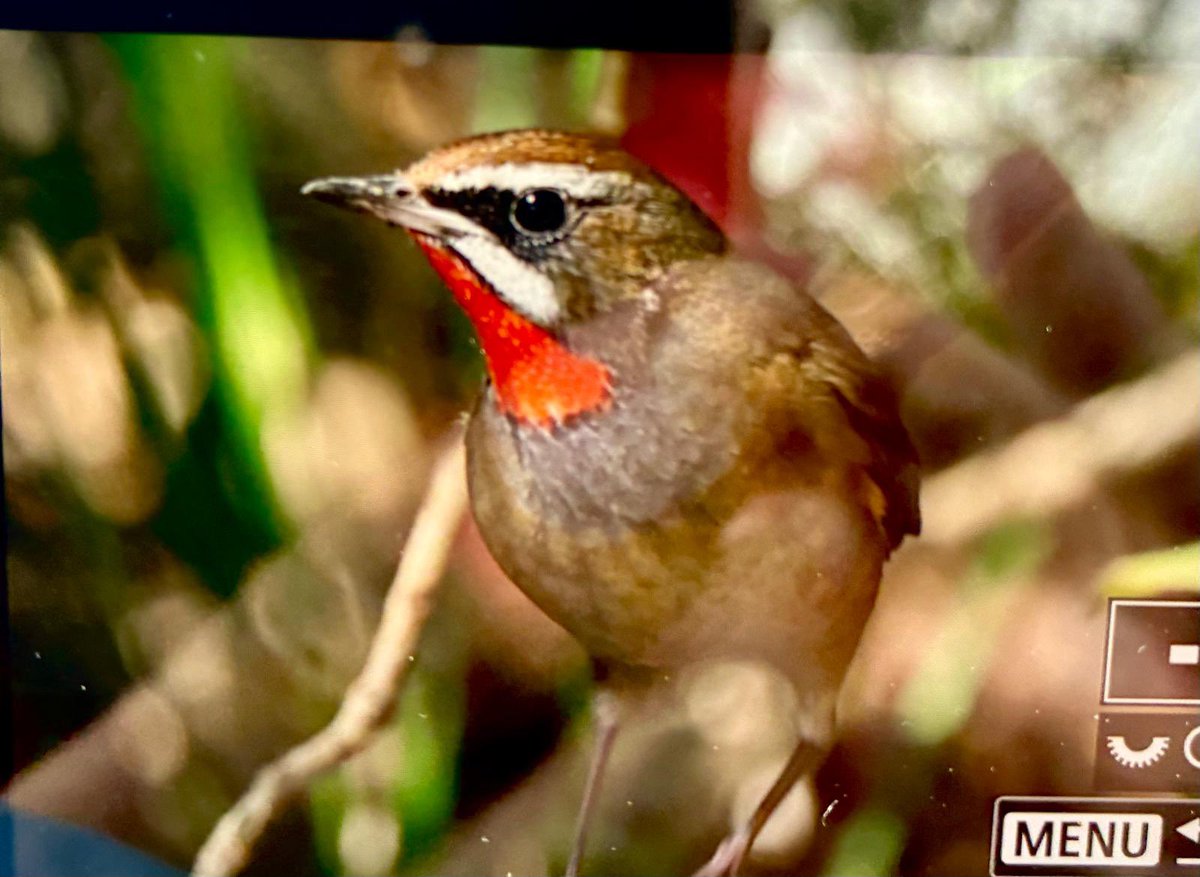 Ruth and Alan tweet media