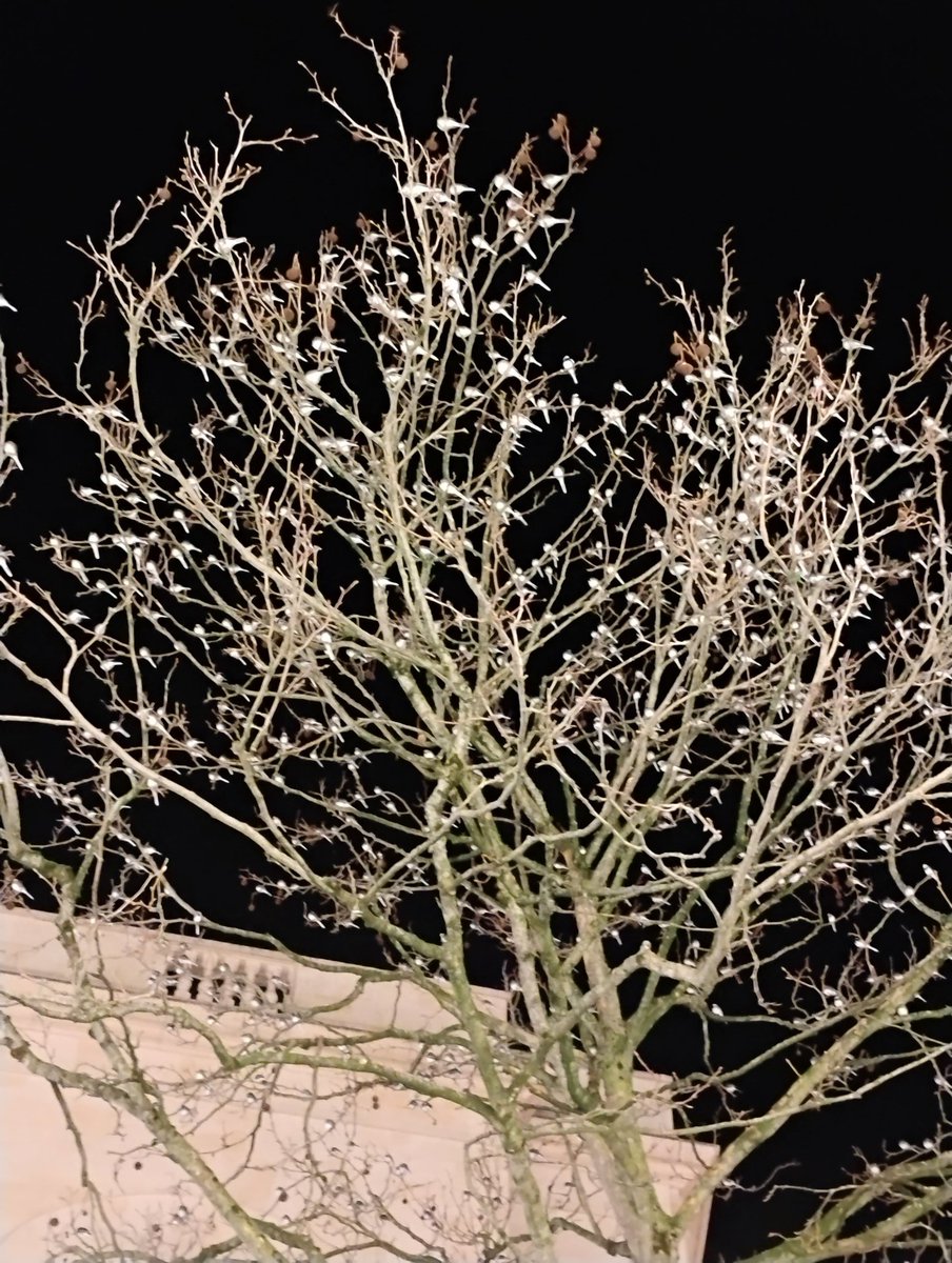 nameorusername tweet media