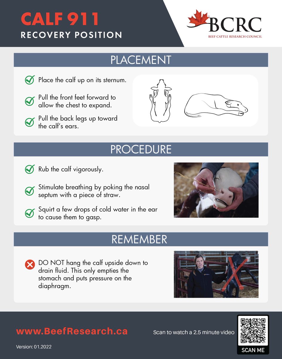 What should you do if a calf needs resuscitation? What is the proper calf recovery position? 🧰 

We have you covered with our one-stop #calf911 toolbox with helpful resources such as this calf recovery checklist at BeefResearch.ca/calf911.

#calving2026
