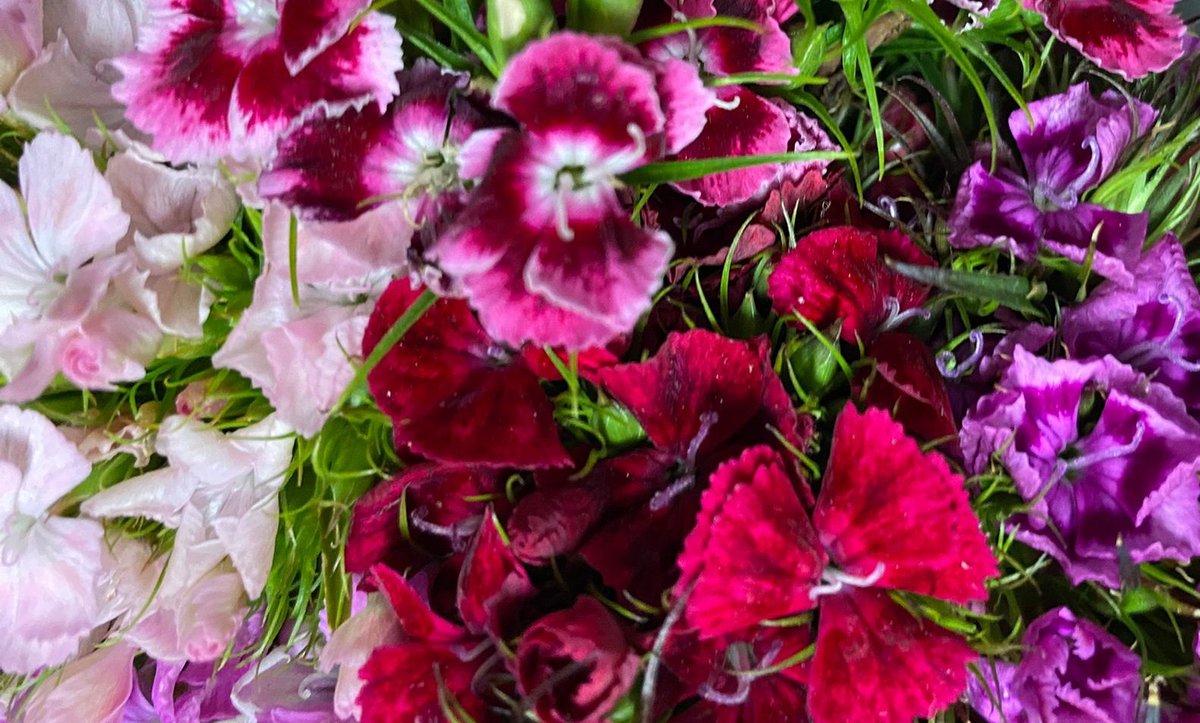 reveincolore's tweet photo. she buys me flowers and gives me her jacket when im cold ☝️☝️☝️ve gönlümü ne zaman nasıl alacağını biliyor https://t.co/giwIJhBSyc