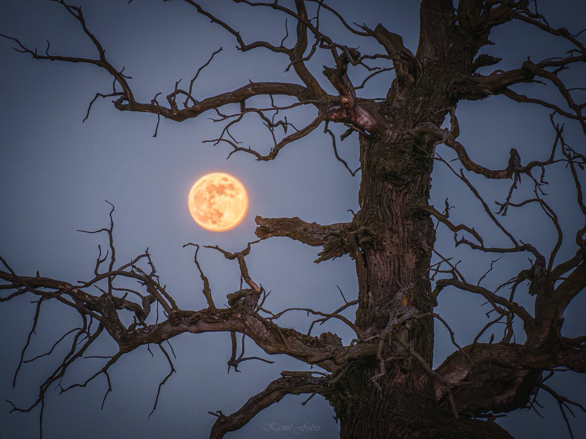 Wschód pełnego Księżyca nad zamrożoną Wartą w Rogalinie, 1.02.2026