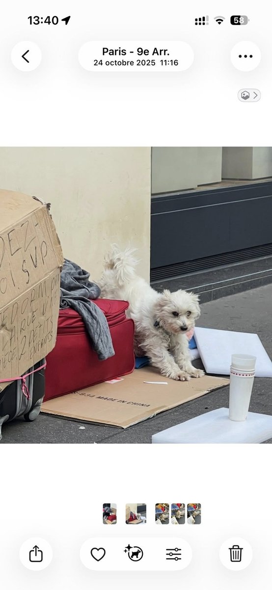 BRINDILLE851's tweet photo. Ziggy.angels Retrouve Chiens/chats Perdus Volés
Malo Regoli
S’il vous plaît, est ce que quelqu’un peut m’aider avec ce chien déjà signalé 3 fois. Je suis prêt à tout pour le sortir de cet enfer. C’est un bichon, très maltraité présent tous les jours boulevard des capucines à Paris 9 devant H&M Home.