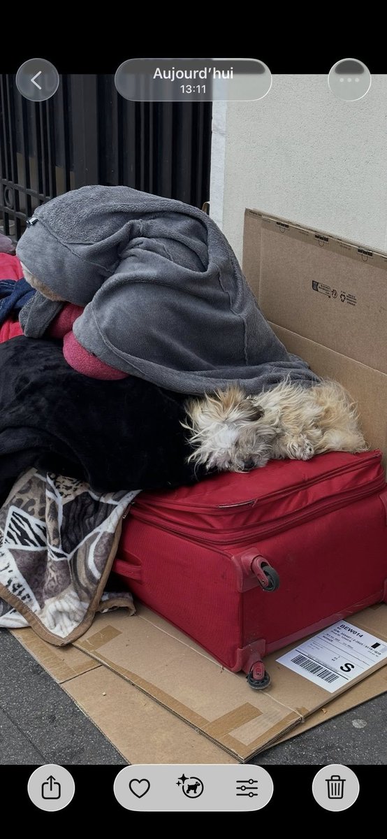 BRINDILLE851's tweet photo. Ziggy.angels Retrouve Chiens/chats Perdus Volés
Malo Regoli
S’il vous plaît, est ce que quelqu’un peut m’aider avec ce chien déjà signalé 3 fois. Je suis prêt à tout pour le sortir de cet enfer. C’est un bichon, très maltraité présent tous les jours boulevard des capucines à Paris 9 devant H&M Home.
