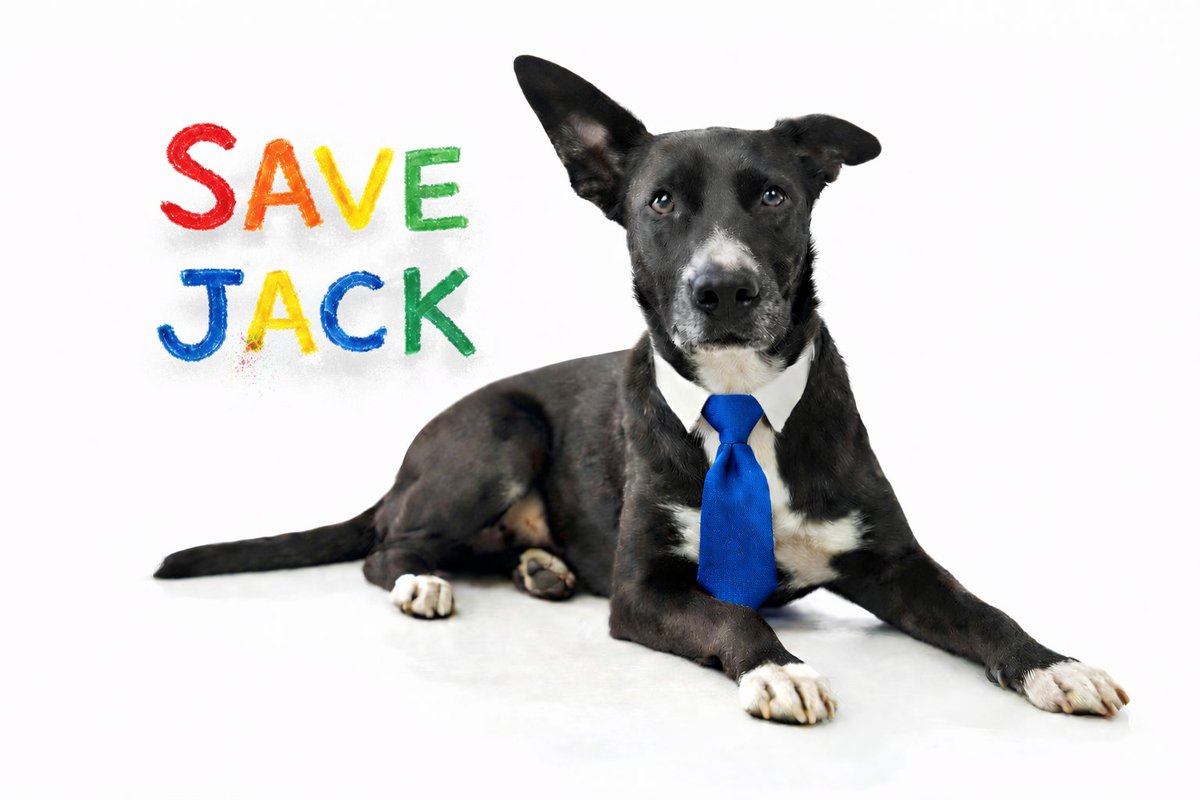 🚨 URGENT: STOP THE GOVERNMENT EUTHANASIA OF JACK 🚨 (FEBRUARY 9th)

Montgomery County Judge Jay Mac Sanders has ordered Jack, a family dog loved by FOUR children, to be euthanized because of a single minor injury, just like #SaveHachi.

Here are the facts:

• There was one
