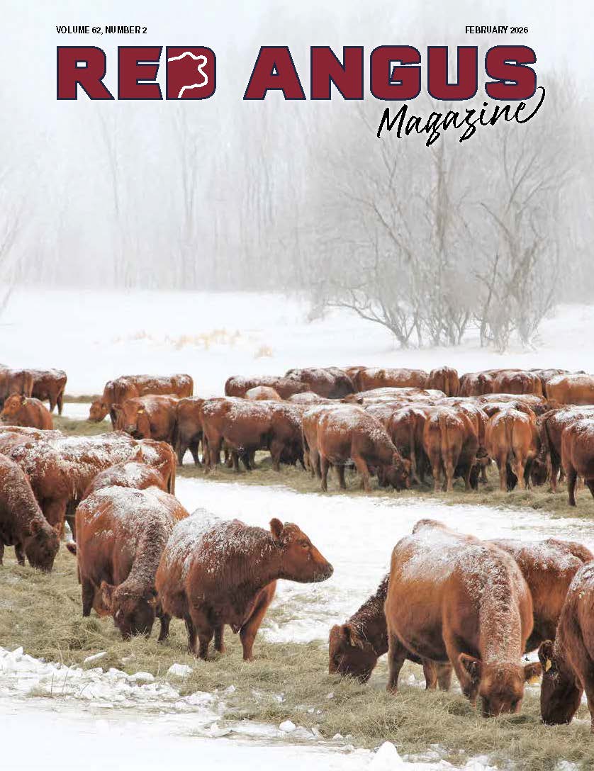 Red Angus America tweet media