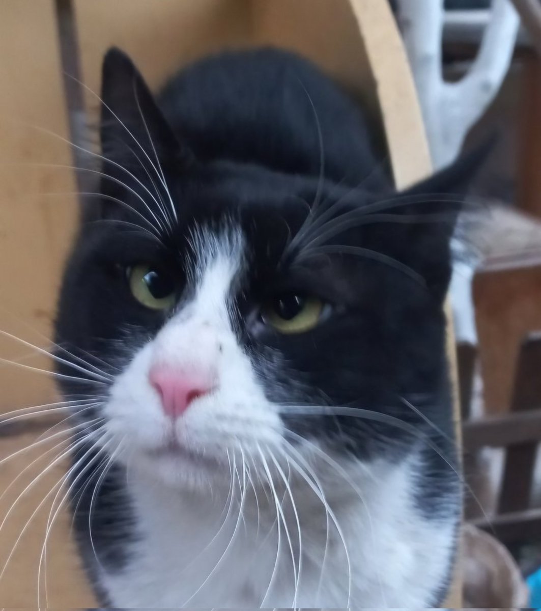 Ben şaşı ve aşırı kısa bacaklı biriyim. Çizgi film karakteri gibi bi şeyim. Miyavlamam bile, çok sakinim. İstanbul bana yuva olur musun lütfen? Paylaşır mısın beni herkesle?