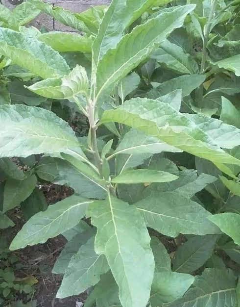 OlawaleOlanir12's tweet image. Ebe awon agbalagba 
( plea to witches so they can let you be and also allow things work in your favour without disturbance) 

Egbo ewuro ( bitter leaf tree root From one tree )

Ewe ewuro ( bitter leaf from another tree )

Pound it together well and mix with native soap 

Get one…