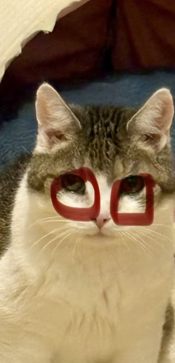 AndreasS792's tweet photo. @plushy_cat Ihr seht die Tränen doch auch, richtig? Gaaaanz böser Mensch, Tierschutz jetzt! 😂😂 https://t.co/UpTZ8z61wF