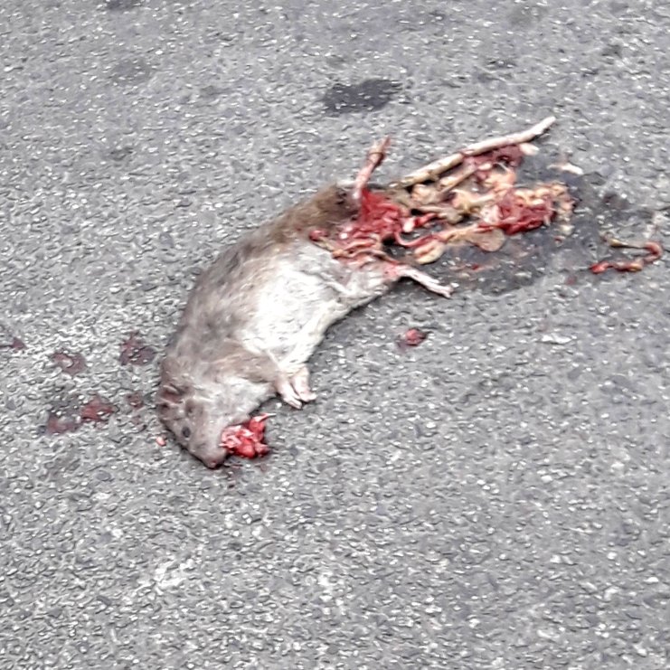 Rata gigante en 17 y 58 #LaPlata #ciudadlimpia