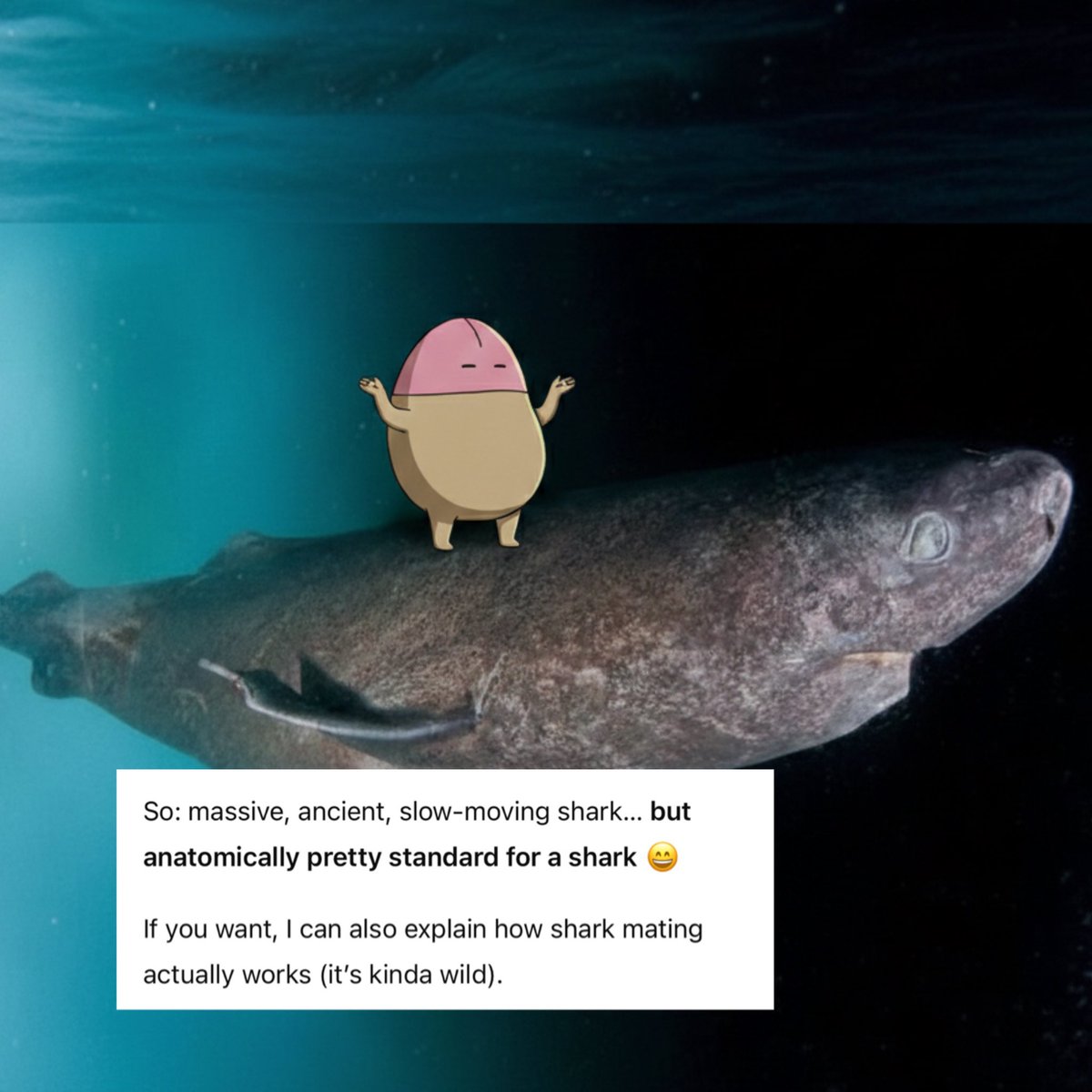 Fun fact: The Greenland shark has an average DIH like me